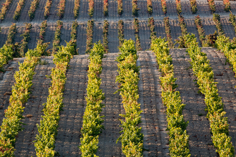 Mar de viÃ±edos de la Rioja alavesa