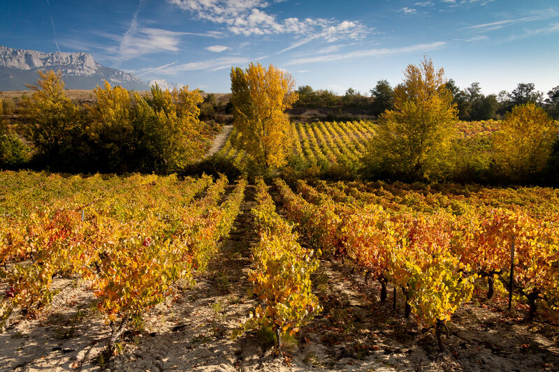 Mar de viÃ±edos de la Rioja alavesa