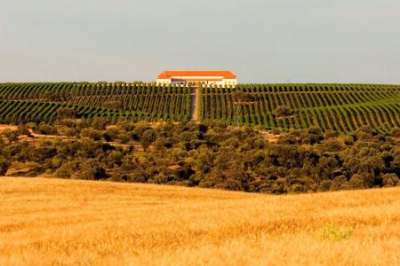 Bodega Palacio Quemado DO Ribera Guadiana