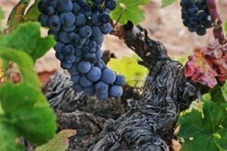 Bodega Campos de Dulcinea