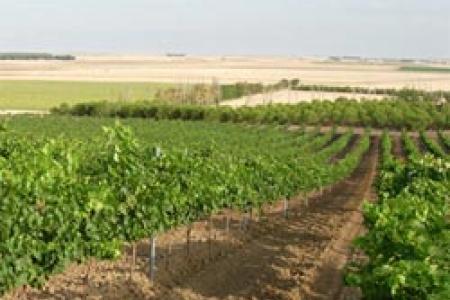 Bodegas y Viñedos Valhondo