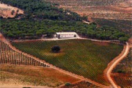 Vitis Natura Vinos y Viñedos Ecológicos