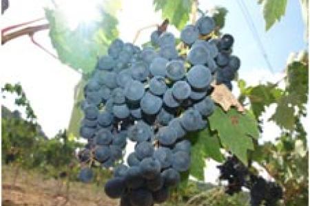 Bodegues Besalduch Valls