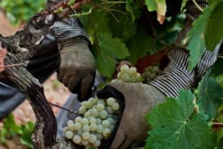 Bodega Contreras Ruiz