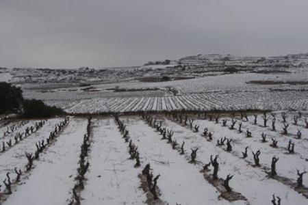 Viñedos nevados en Labastida.