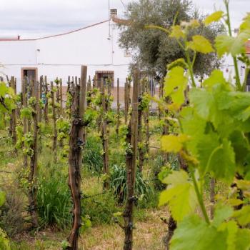 Bodegas Romero