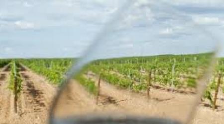 Vino y viñedos // Crédito:ecoopretivas 