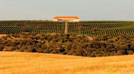 Bodega Palacio Quemado DO Ribera Guadiana