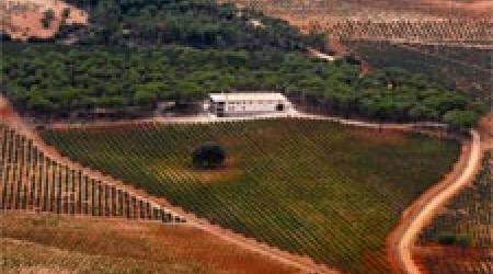 Vitis Natura Vinos y Viñedos Ecológicos