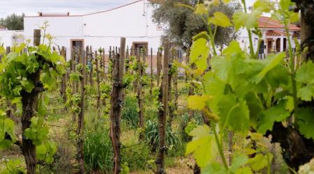 Bodegas Romero