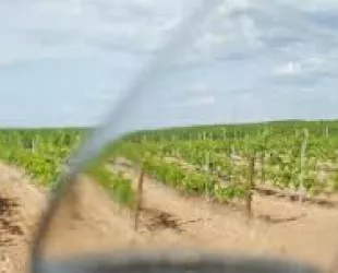 Vino y viñedos // Crédito:ecoopretivas